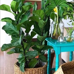 Meet your Posher, Lajoy